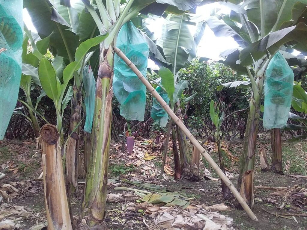 Banana Trees in Production