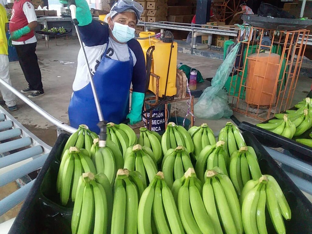 Banana Quality Exportation