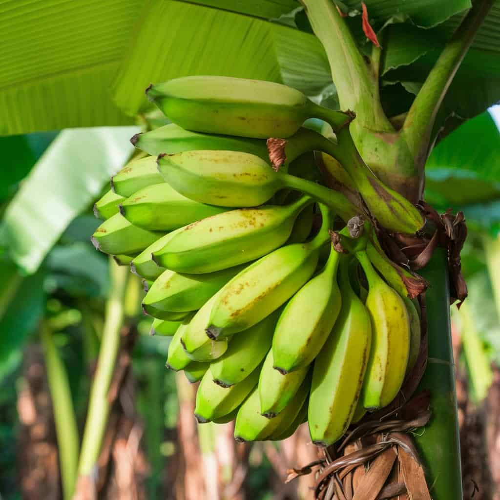 Banana Exportation Coexmart