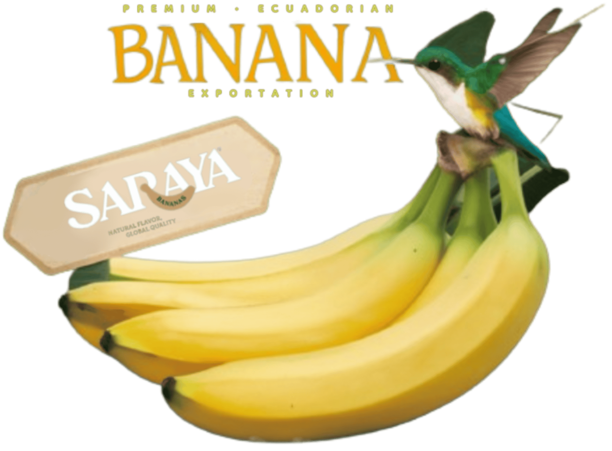 Exportación de Banano ecuatoriano premium
