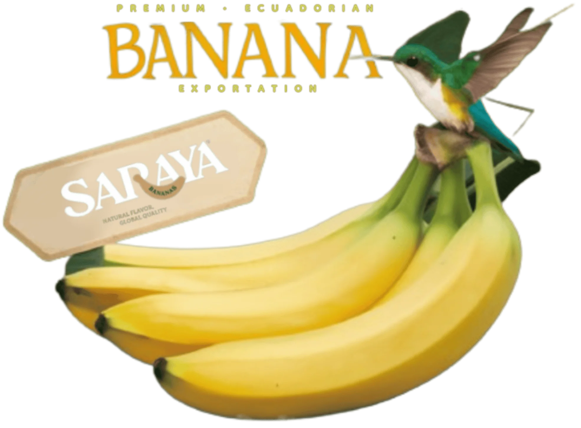 Premium Ecuadorian Banana Exportation